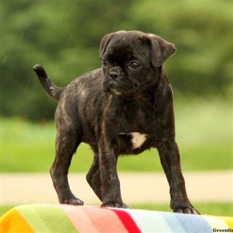 bugg puppies for sale in pa