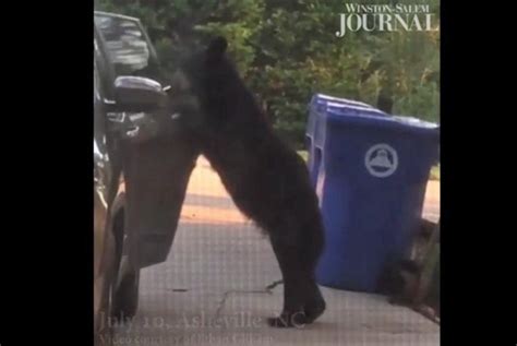 Watch Bear Opens North Carolina Car Door Climbs In