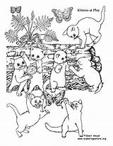 Kittens Coloring Play Sponsors Wonderful Support Please sketch template
