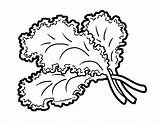 Kale Coloring Pages Outline Food sketch template