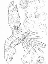 Macaw Coloring Pages Birds Printable Recommended sketch template