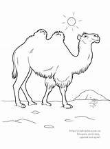 Chameau Camel Camello sketch template
