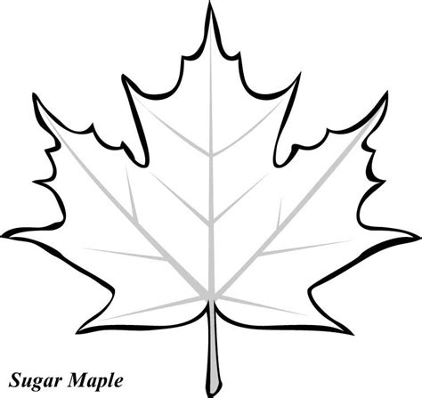 pics  striped maple leaf coloring page