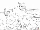 Coloring Pages Cougar Mountain Printable Lion Puma Sitting Panther Florida Color Print Animal Drawing Sheet Main Supercoloring Children Skip Everfreecoloring sketch template