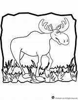 Moose Coloring Coloringhome Zee sketch template