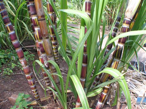 Hawaiian Uses Of Sugarcane