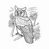 Owl Coloring Owls Horned Great Pages Kids Bird Print Beautiful Printable Color Hibou Coloriage Grand Colouring Duc Birds Kleurplaat Copyright sketch template