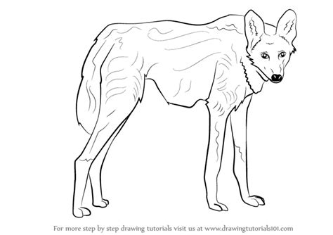 draw  maned wolf wild animals step  step