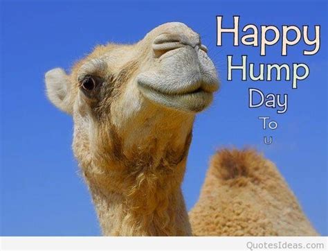 Happy Hump Day Amazing Images Pictures Sayings