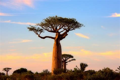dieser baobab foto bild world baeume baum bilder auf fotocommunity