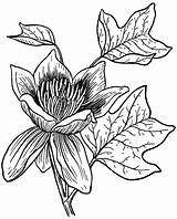 Tulip Tree Drawing Clipart Line Clipground Psf God Children Work Cliparts sketch template
