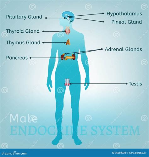 imagen del sistema endocrino ilustracion del vector ilustracion de images   porn website