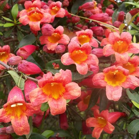tangerine beauty crossvine plants  sale growing wild nursery