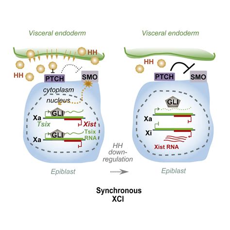 Genetic Intersection Of Tsix And Hedgehog Signaling During The