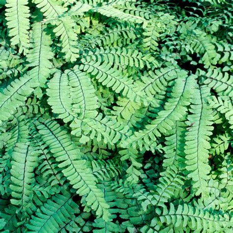maidenhair fern  homes gardens