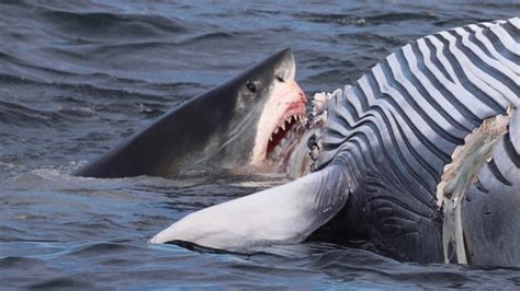 warning graphic images incredible photos show great white sharks