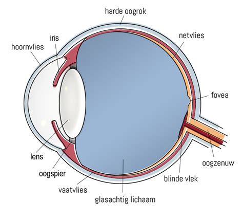 de anatomie van het oog retinoblastoom centrum nederland