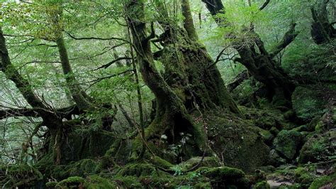 beautiful japanese  forest  japan youtube