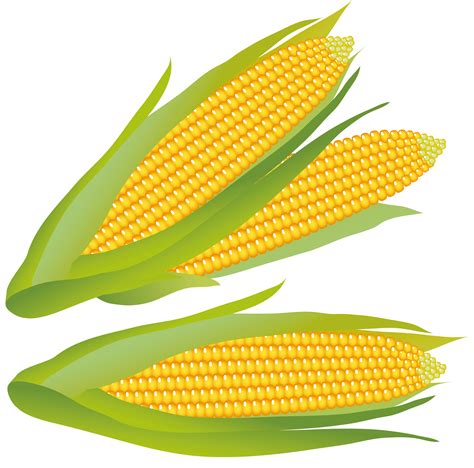 corn cliparts   corn cliparts png images
