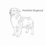 Aussie Breeds Dogbreedslist Shepherds sketch template