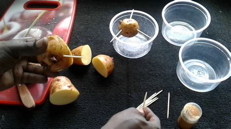 grow potatoes indoors growing potatoes  home growing