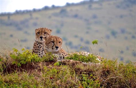 cheetah safari trail 4 days trip ways