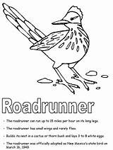 Roadrunner Coloring Mexico Pages Bird State Greater Kids Flag Facts Tree Symbols Coyote Printables Road Runner Flower Drawing States United sketch template