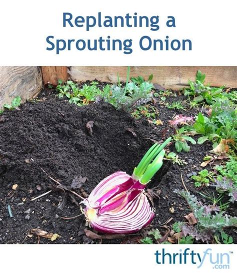 planting  sprouting onion growing onions grow red onion planting