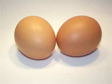 eggs  shell  stock photo public domain pictures