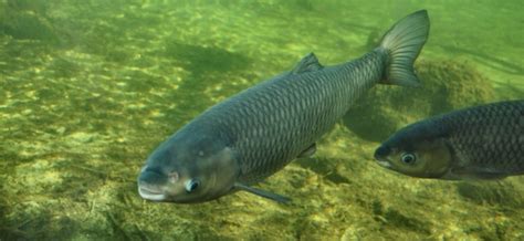 difference  white amur  grass carp freshwater