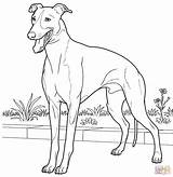 Greyhound Coloring Italian Pages Drawing Printable Line Dog Color Hound Supercoloring Colouring Grey Drawings Book Kids Adult Print Animal Es sketch template