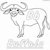 Buffalo Getcolorings Bison sketch template