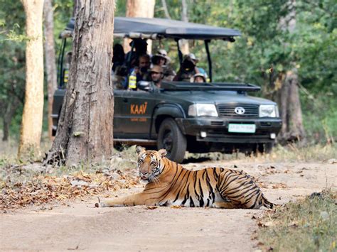 Tiger Safari In India At The Ranthambore National Park