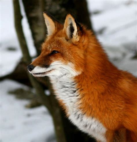 species spotlight red fox  national park service
