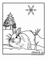 Coloring Winter Pages Bunny Animals Animal Christmas Snowy Clipart Snow Kids Drawing Printables Print Clip Jr Cliparts Activities Woojr Cute sketch template
