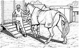 Pferde Ausdrucken Malvorlagen Malvorlage Ausmalen Kostenlos Mandalas Turnier Gotta Ramp Horses Springreiten Ausmalbildkostenlos Gemerkt sketch template