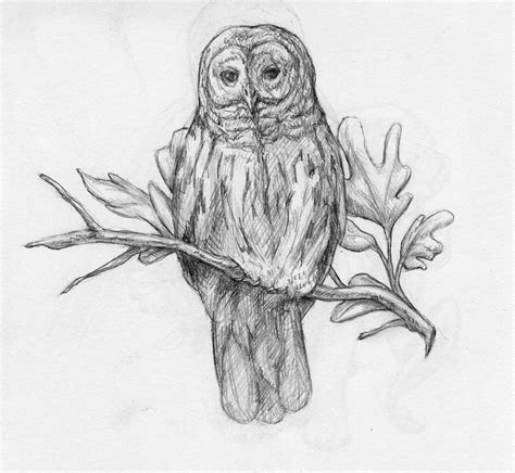 barred owl drawing barred owl   branch branch drawing owls