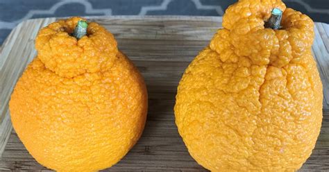 sumo orange general fruit growing growing fruit