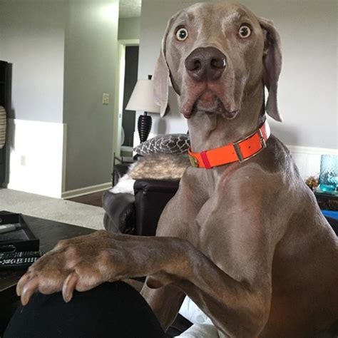 Your Weekly Dingus Meet Wheeler The Weimaraner Who Is Afraid Of His