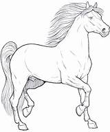 Cavallo Cavalli Cavalo Cavalos Colora Disegnare Animali Erwachsene Coloringpagesforadult sketch template