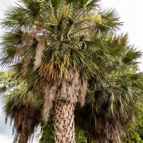 canary date palm offers discounts save  jlcatjgobmx