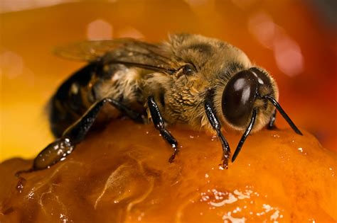 treatment  plan drones beekeeping  richmond virginia