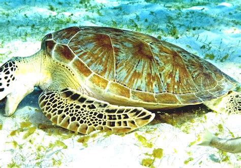 sea turtle  sea turtles eat fish