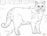 Coloring Cat British Shorthair Pages Ausmalbild Supercoloring Printable Drawing sketch template