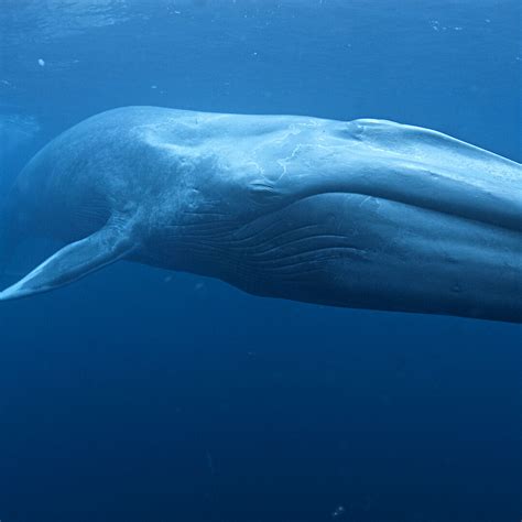 blue whale australian antarctic program