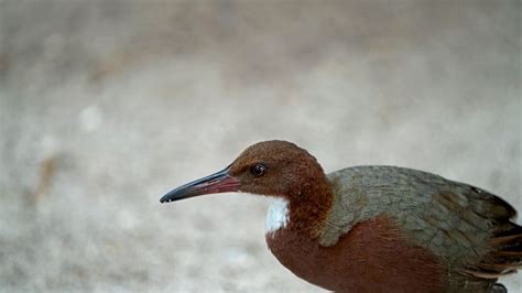 flightless birds  extinct   group  islands   evolved  huffpost impact