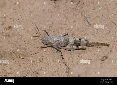 pallid winged grasshopper trimerotropis pallidipennis female stock photo alamy