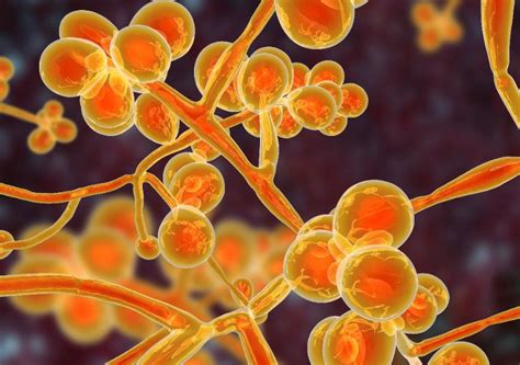 What Are The Symptoms Of Candida Auris Infection All You Need To Know