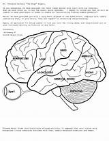 Brain Coloring Anatomy Pages Human Printable Book Physiology Kids Drawing Eye Pdf Diagram Eyes Cord Spinal Colouring Print Worksheet Template sketch template