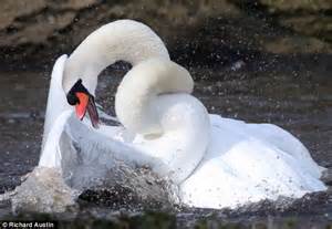 Wind Your Neck In Male Swans Become Entangled During